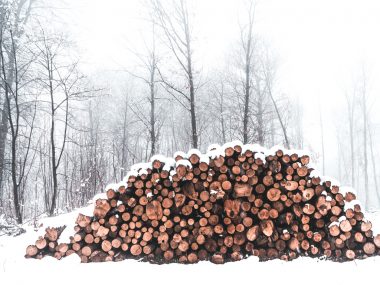 Forêt coupe
